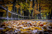 a park with oak trees, beech trees, a fent and a lot of autumn leaves