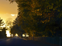 you see a street along autumnal oak trees in a winterly backlight