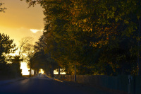 you see a street along autumnal oak trees in a winterly backlight