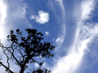 an oak tree in front of a blue sky with wild clouds