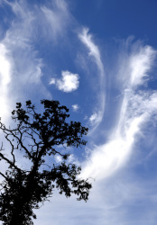 an oak tree in front of a blue sky with wild clouds