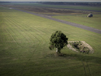 a lonely tree is standing on a green wide area