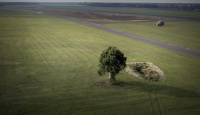 a lonely tree is standing on a green wide area