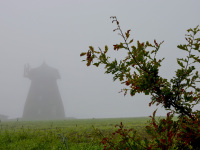 behind a young oak tree there is a windmill in the fog