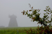 behind a young oak tree there is a windmill in the fog