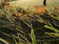 blades of grass and autumn leaves with hoarfrost in front of the rising november sun