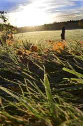 blades of grass and autumn leaves with hoarfrost in front of the rising november sun