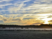 horses are standing on a foggy pasture at an early november morning