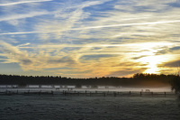 horses are standing on a foggy pasture at an early november morning