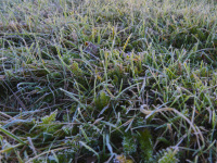 the rising november sun is shining on the grass with hoarfrost