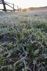the rising november sun is shining on the grass with hoarfrost