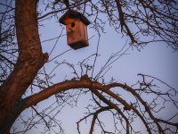 the winter morning sun illuminates a bird box in a tree
