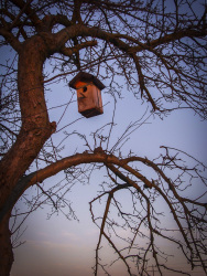 the winter morning sun illuminates a bird box in a tree