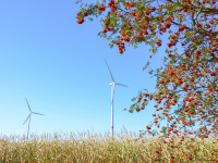 a rowan tree, a cornfield and two wind turbines in front of a blue sky