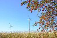a rowan tree, a cornfield and two wind turbines in front of a blue sky