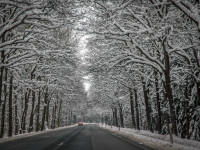 a little red car is driving on a street with snow covered trees next to it