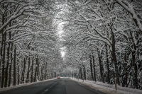 a little red car is driving on a street with snow covered trees next to it