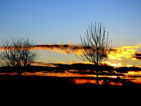two bald fruit trees are standing in front of a blue sky with winterly sunset light