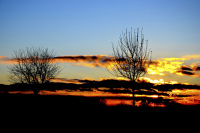 two bald fruit trees are standing in front of a blue sky with winterly sunset light