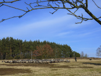 in a autumnal heath landscape there is a shepherd with his sheeps