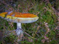a orange colored fly agaric grows between heather flowers