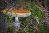 a orange colored fly agaric grows between heather flowers