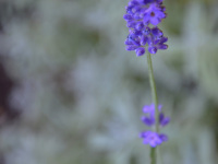 a filigree lavender branch in front of its  green leaves
