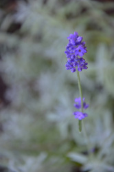 a filigree lavender branch in front of its  green leaves