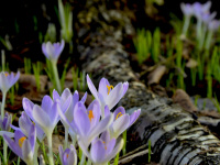 next to a birch trunk grow purple crocuses