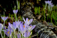 next to a birch trunk grow purple crocuses