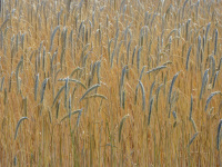 a yellow rye field with many ripe ears of corn
