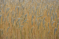 a yellow rye field with many ripe ears of corn