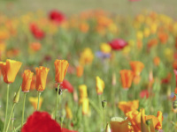 many red and orange colored poppy flowers in a green grain field