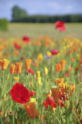 many red and orange colored poppy flowers in a green grain field