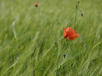 a lonely red poppy in the middle of a green rye field