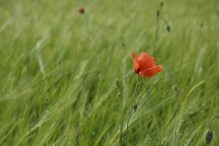 a lonely red poppy in the middle of a green rye field