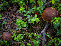 you see two brown mushroom hats from above between the little green leaves of cranberries
