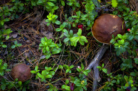 you see two brown mushroom hats from above between the little green leaves of cranberries