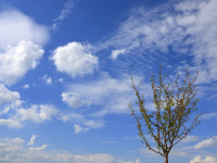 a lonely apple tree with ripe apples in front of a blue sky with some white clouds