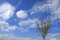 a lonely apple tree with ripe apples in front of a blue sky with some white clouds