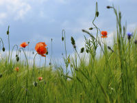 red poppies and blue cornflowers between a green barley field