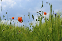 red poppies and blue cornflowers between a green barley field