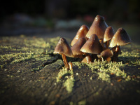 a little family of mushrooms with name langstieliges samthäubchen grow out of a tree trunk