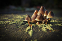 a little family of mushrooms with name langstieliges samthäubchen grow out of a tree trunk