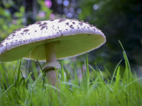 a grey-brown mushroom grows on a green meadow