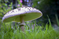 a grey-brown mushroom grows on a green meadow