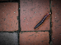 a red-purple goat moth caterpillar on a  paving stone in its same color