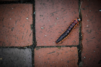 a red-purple goat moth caterpillar on a  paving stone in its same color
