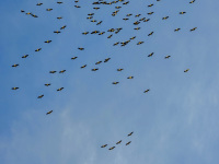 a flock of migratory birds at a blue sky