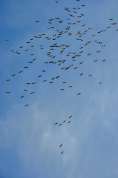a flock of migratory birds at a blue sky